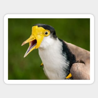 Australian Masked Lapwing (Plover) Sticker